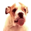 we.dog